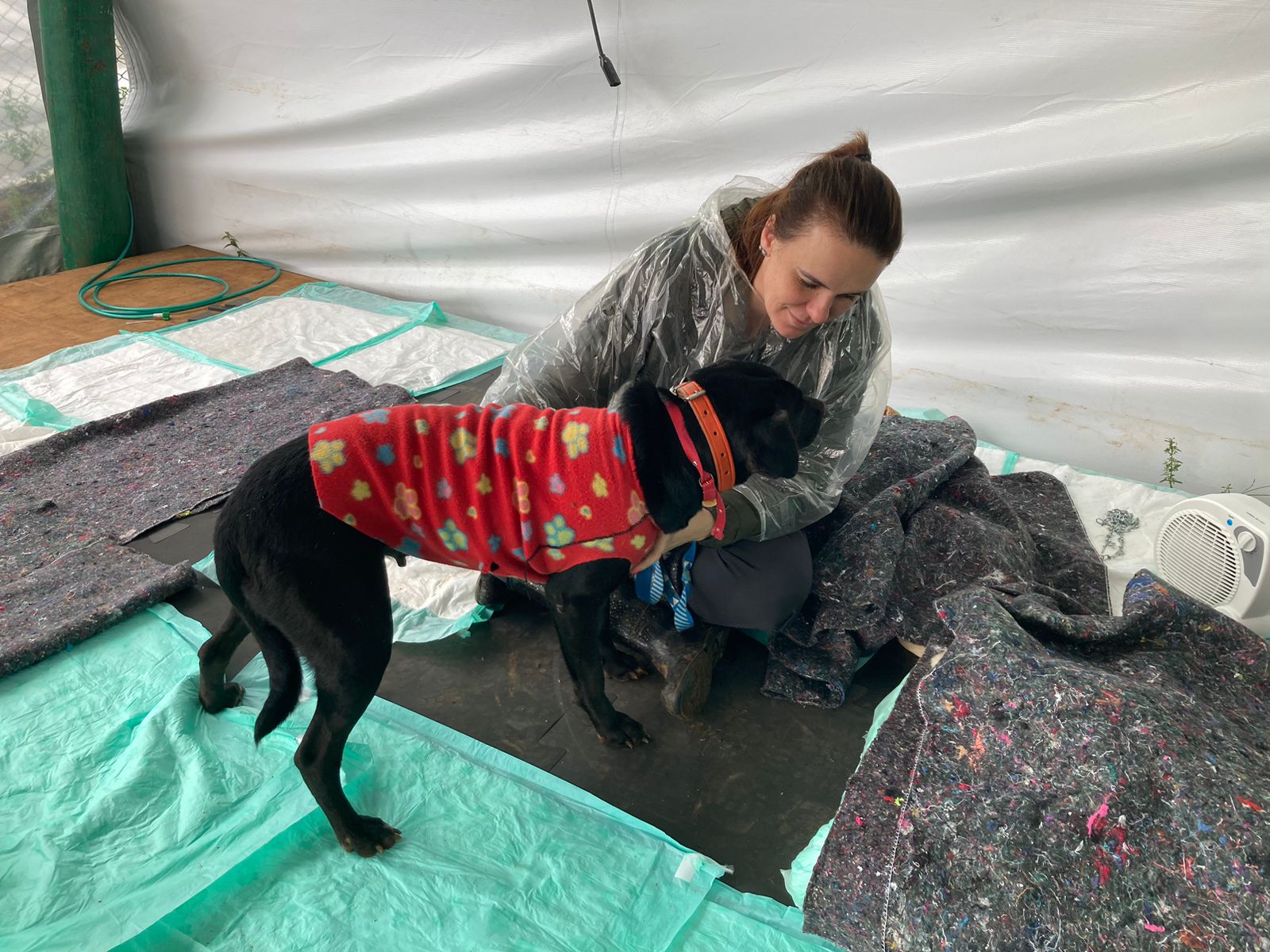 Na imagem, há um cachorro de pelagem preta usando roupa de frio na cor vermelha. Junto a ele, há uma cuidadora sentada no chão junto a ele. No ambiente, há vários cobertores espalhados no chão